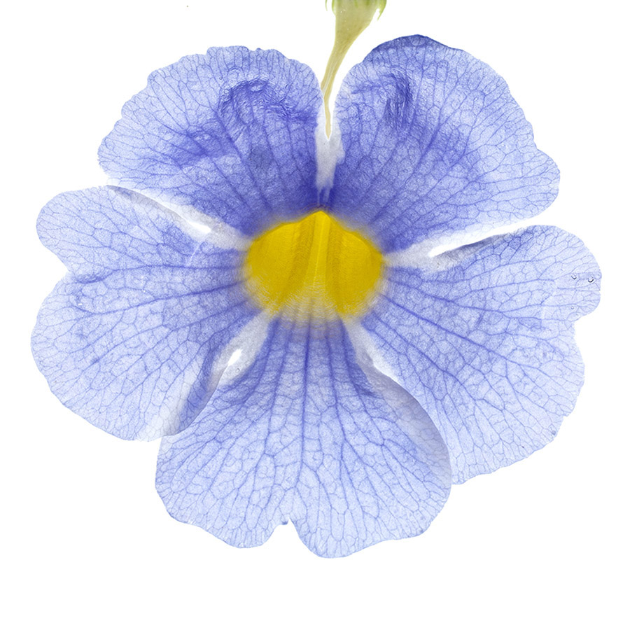 Thunbergia, Iris du Japon