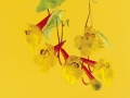 TROPAEOLUM FINELMANNII