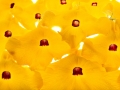 Uncarina Grandieri