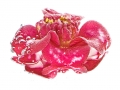 Camelia Japonica