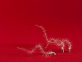 Danse du vent