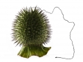 Datura