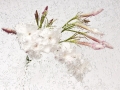 Jasmin
