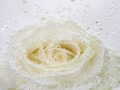 Rose Blanche 1