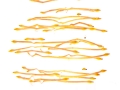 Leucospernum