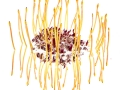 Leucospernum