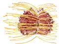 Leucospernum