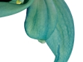 Yu