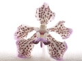 Orchidée