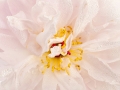 Paeonia 93