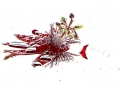 Passiflore