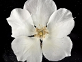 Rosa Gigantea