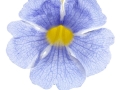 Thunbergia, Iris du Japon