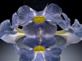 Thunbergia, Iris du Japon