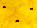 Uncarina Grandieri