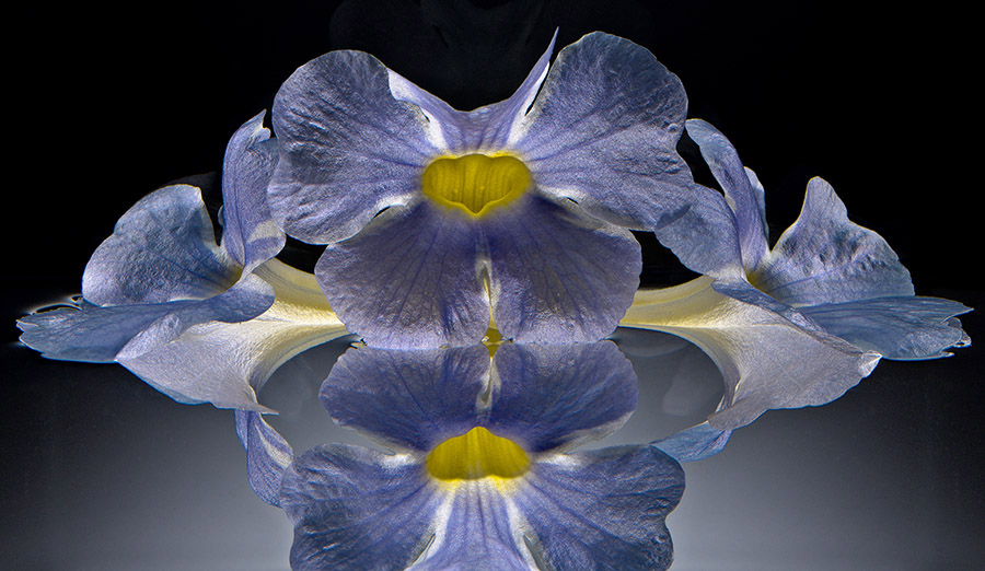 Thunbergia, Iris du Japon