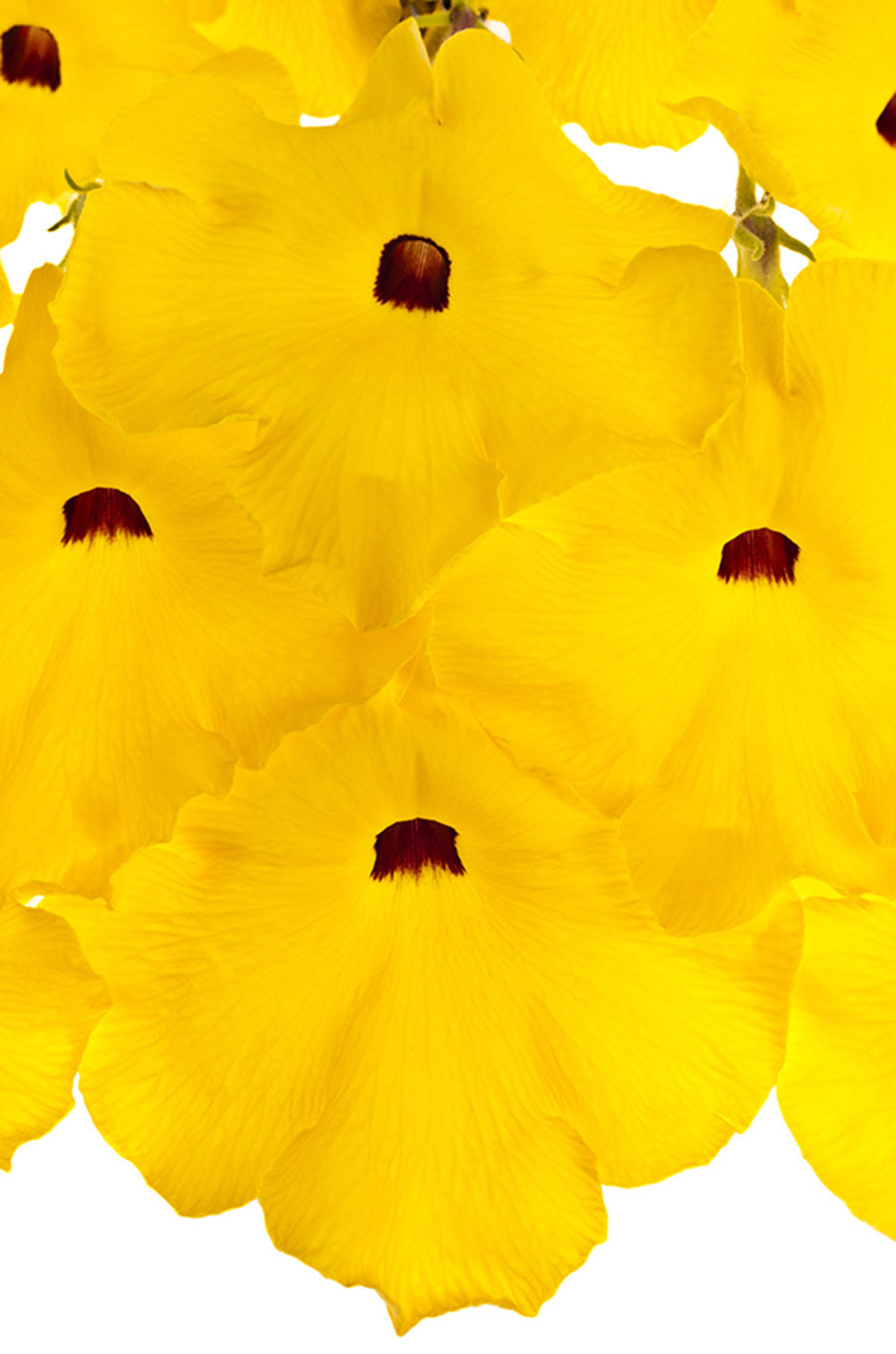 Uncarina Grandieri