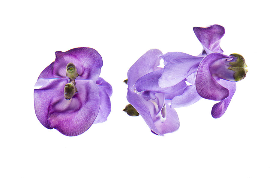 Vigna Caracalla