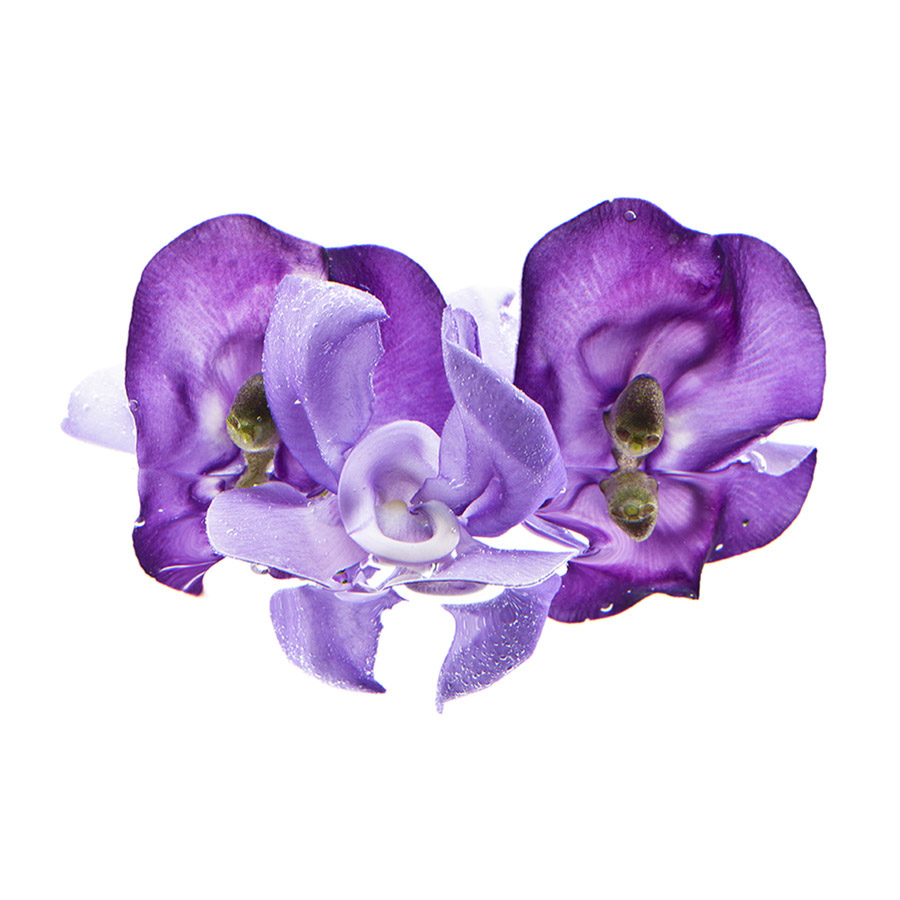 Vigna Caracalla