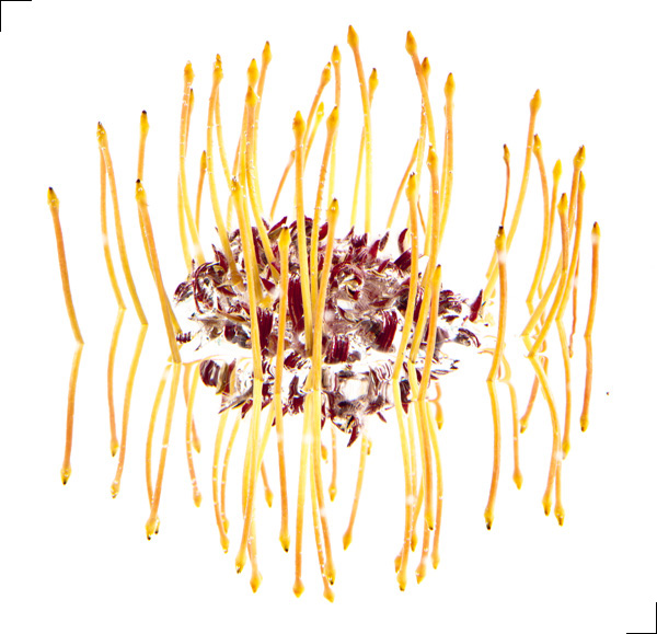 Leucospernum