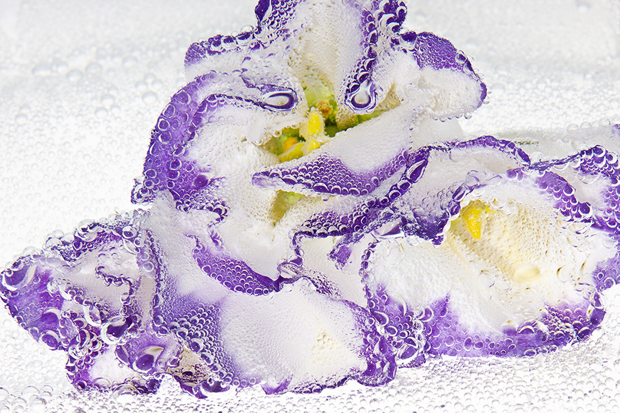 lysianthus_ama019-900px