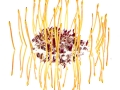 Leucospernum