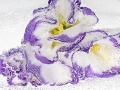 lysianthus_ama019-900px