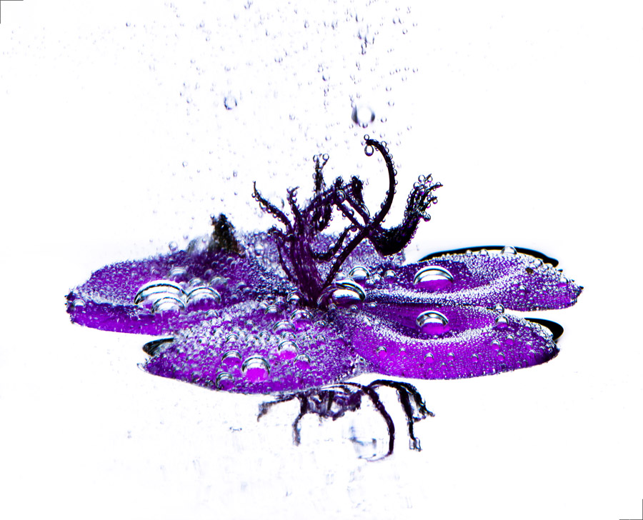 Tribute to Franquin 1